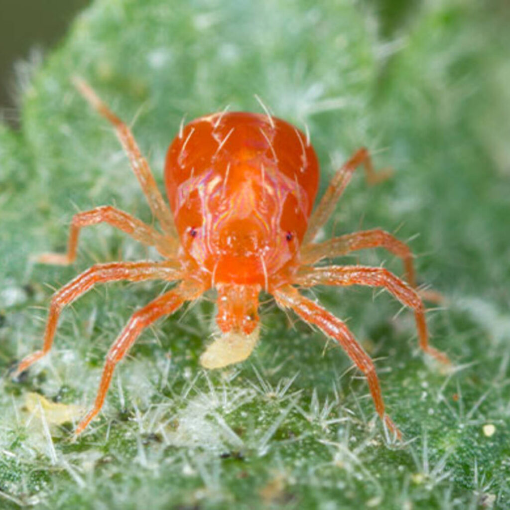 Spider Mite Infestations and Solutions