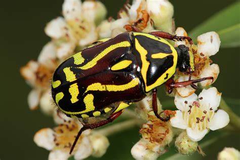 Yellow and Black Beetle