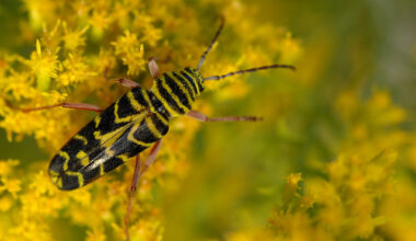 Yellow and Black Beetle