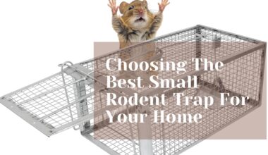 Choosing The Best Small Rodent Trap For Your Home