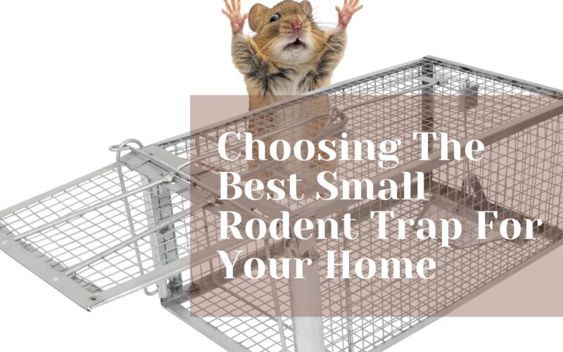 Choosing The Best Small Rodent Trap For Your Home