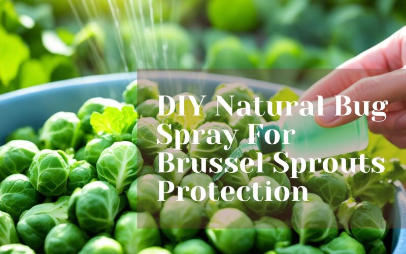 DIY Natural Bug Spray For Brussel Sprouts Protection