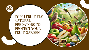 Fruit Fly Natural Predators