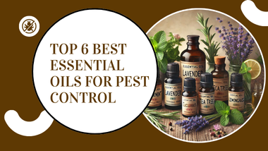 Top 6 Best Essential Oils for Pest Control