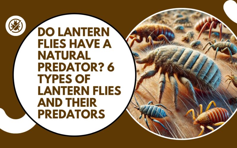 Do Lantern Flies Have a Natural Predator