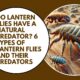 Do Lantern Flies Have a Natural Predator