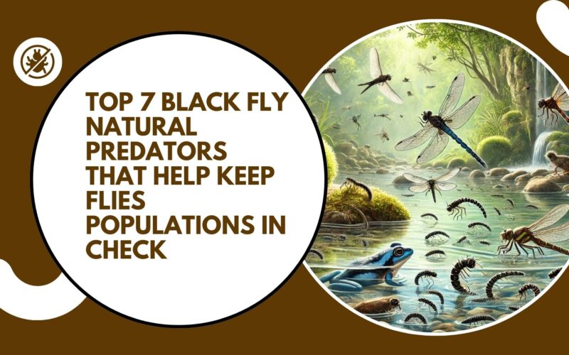 Black Fly Natural Predators