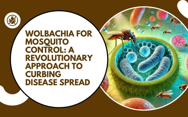 Wolbachia for Mosquito Control