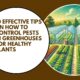 How to Control Pests in Greenhouses