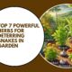 Herbs for Deterring Snakes in Garden