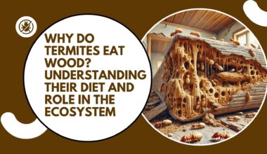 Why Do Termites Eat Wood?