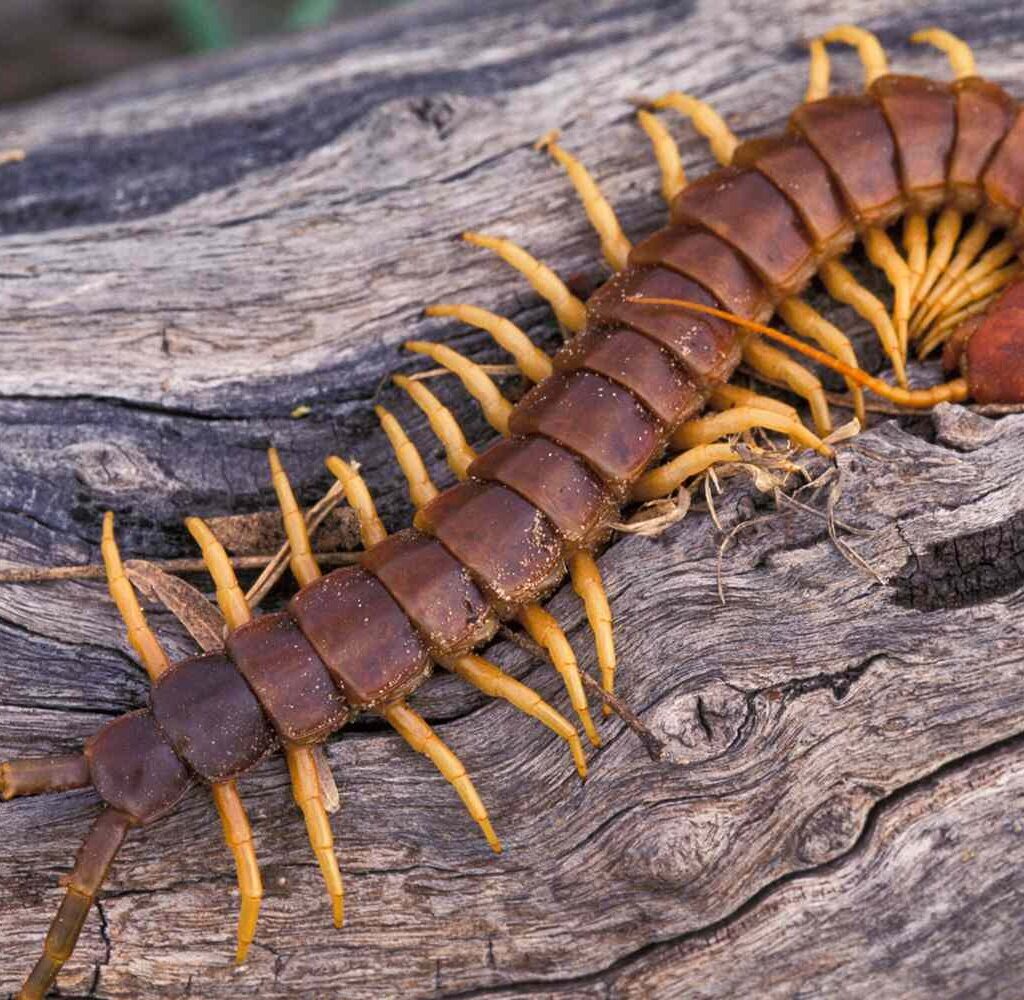 Centipedes one of the bugs that eat spiders