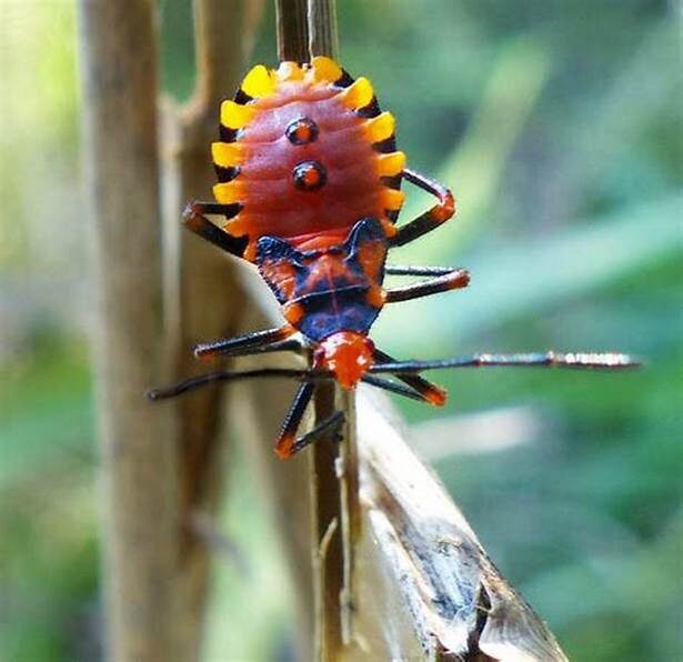 Assassin bugs one of the bugs that eat spiders