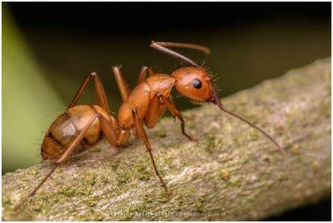 Ants one of the bugs that eat spiders