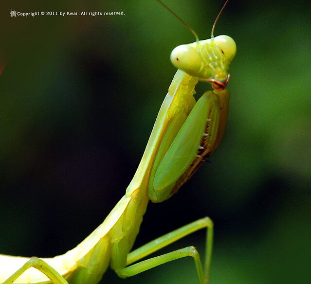 praying mantis as one of the bugs thar eat spiders