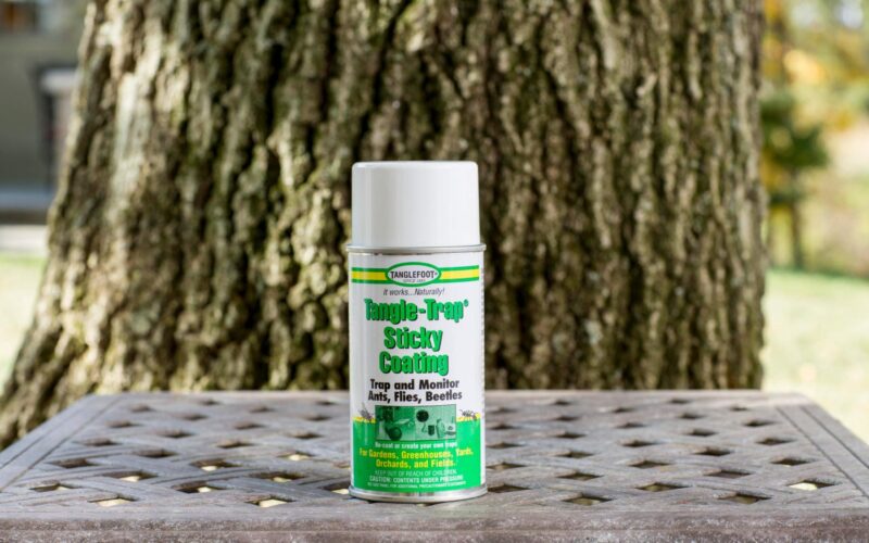 Tanglefoot glue for pest control